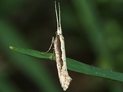 Diamondback Moth
